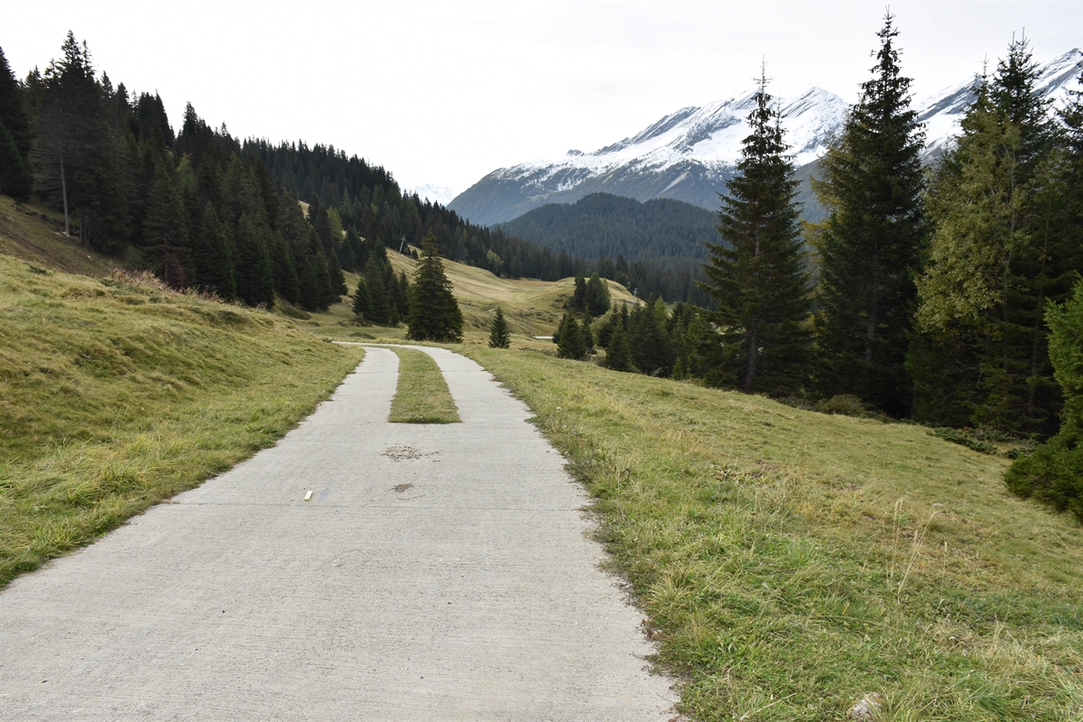 Waldstrasse mit Wald und Wiesen