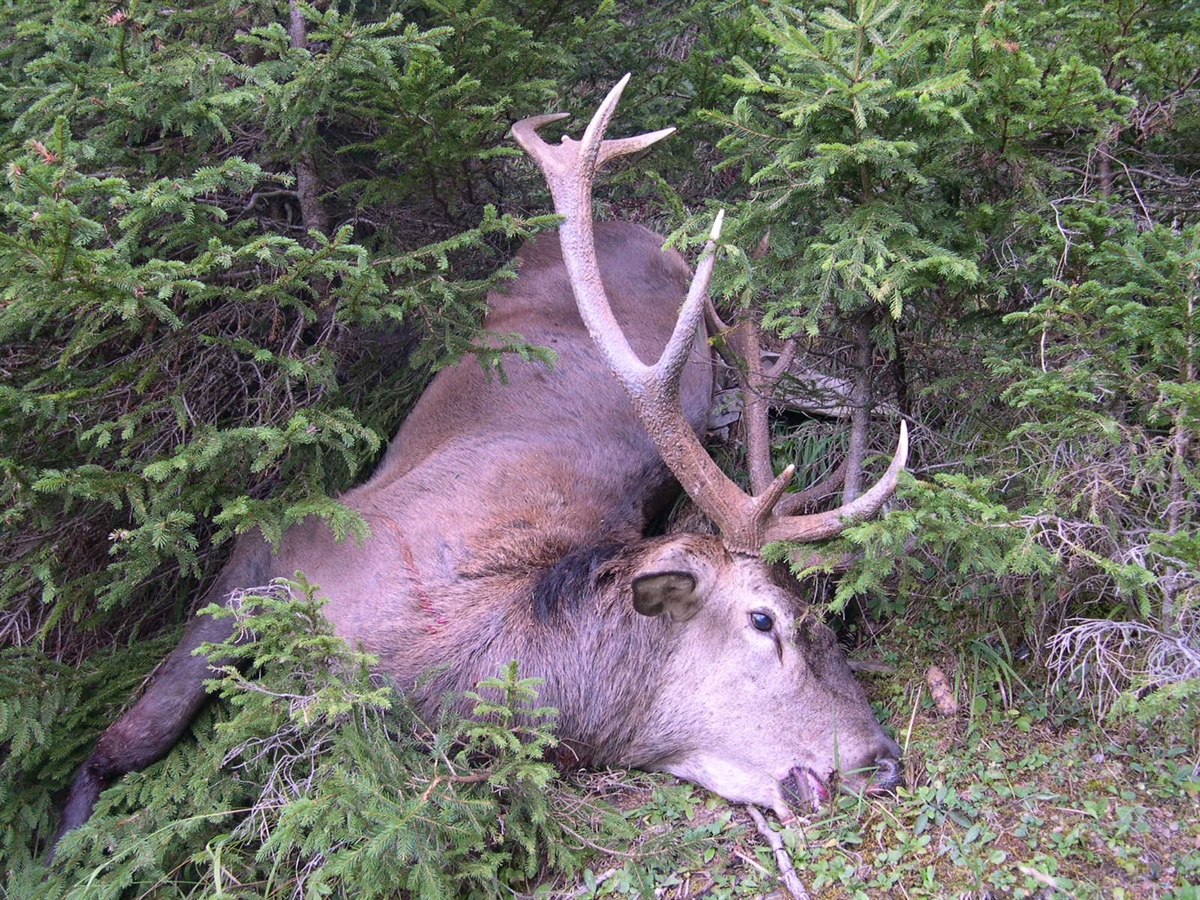 erlegter Kronenhirsch zwischen zwei Tännchen