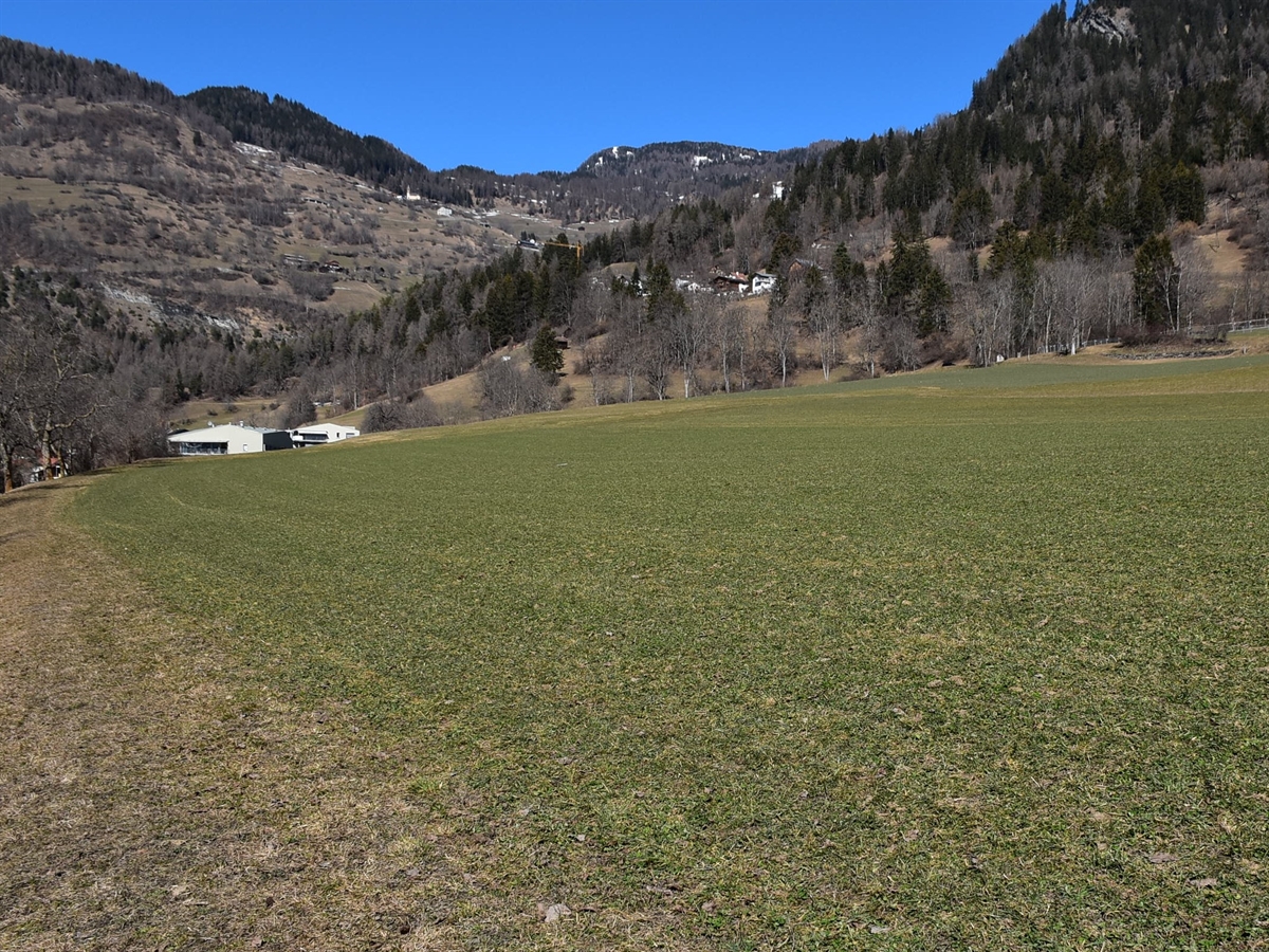 Wiese unterhalb Tomils