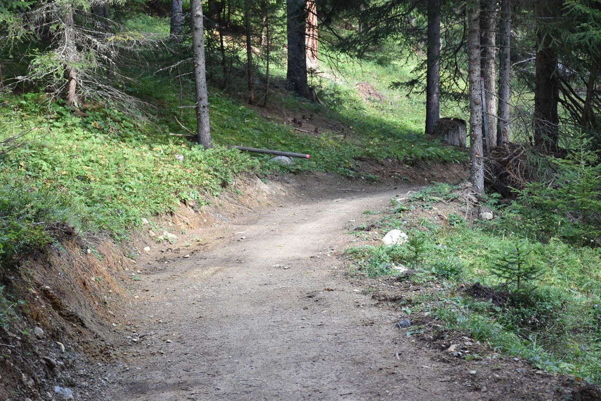Wanderweg im Wald