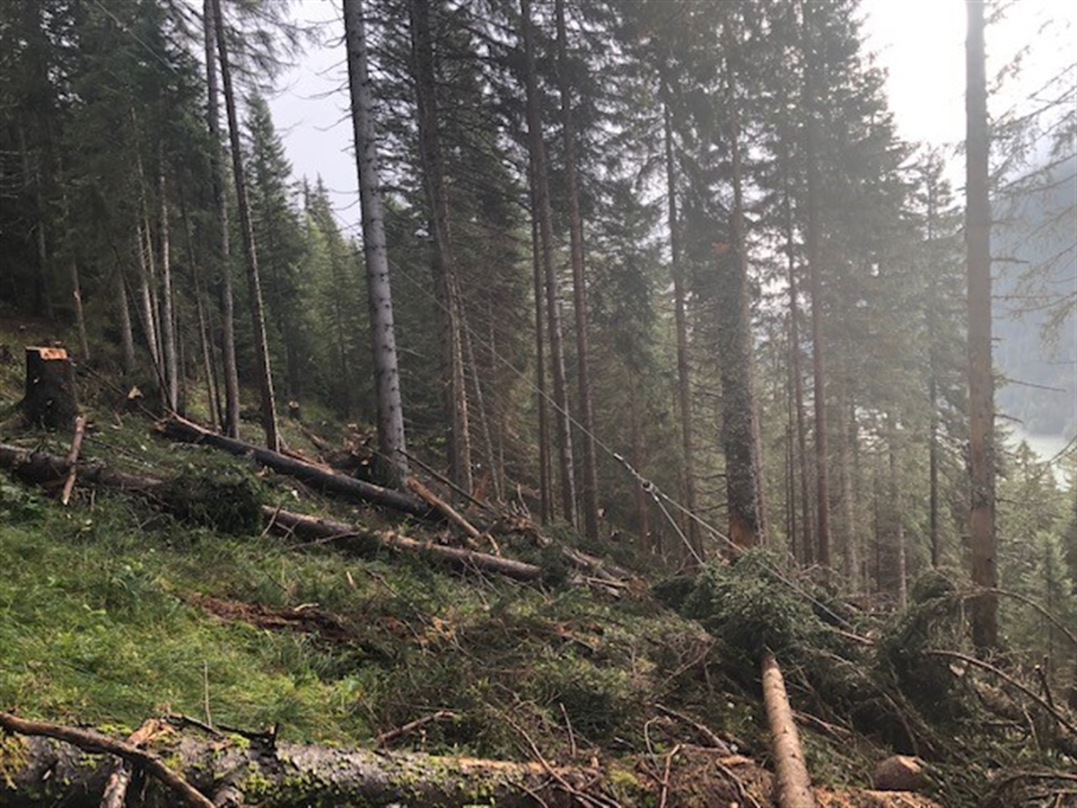 Steiler Hang im Wald mit Stahlseil