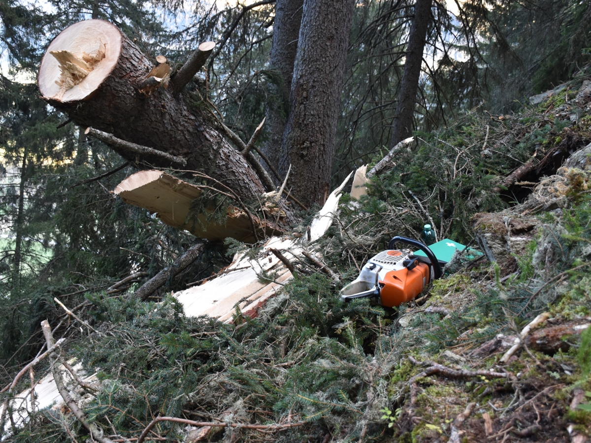 Unfallstelle im Wald. Ein Baumstamm ragt über einen anderen in die Höhe. Neben den beiden Stämmen liegt eine Motorsäge und ein Erst-Hilfe-Koffer sowie eine Wasserflasche im Gehölz.