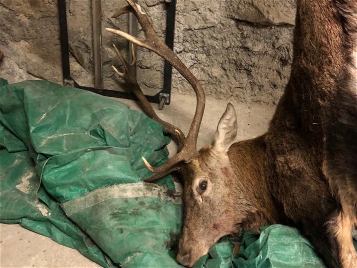 Toter Hirsch im Keller
