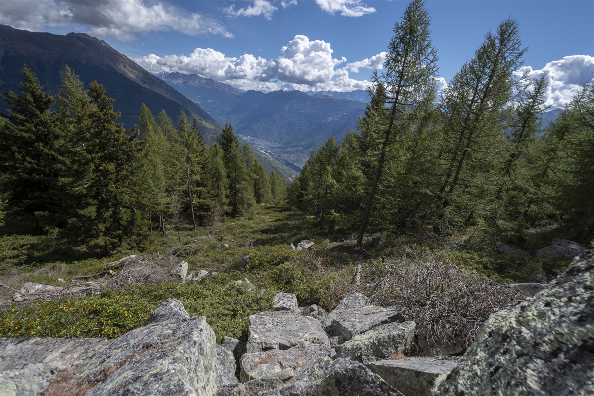 es ist ein Waldlichtung sichtbar, beidseits durch Wald begrenzt