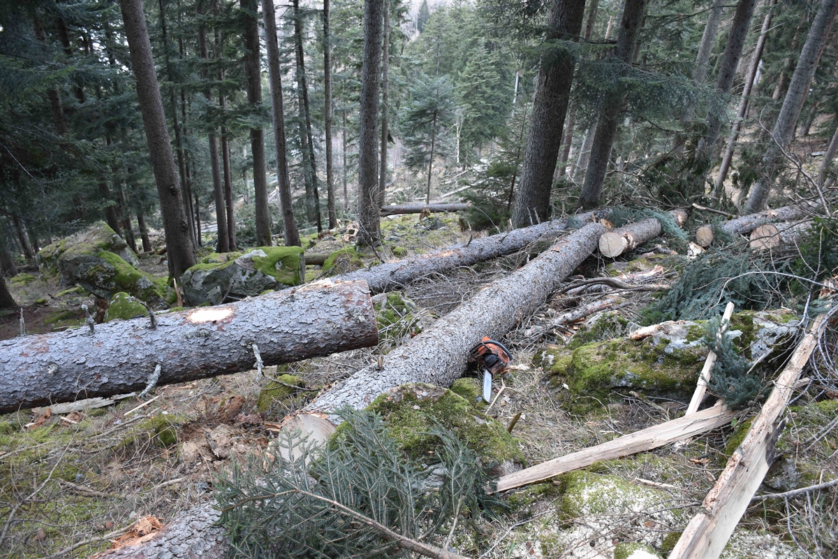 Baumstämme im Wald