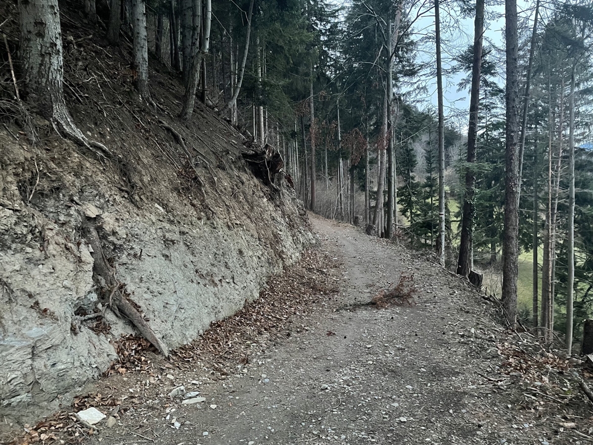 Mittig der Waldweg, links davon eine ansteigende bewaldete und rechts davon eine ebensolche jedoch abfallende Böschung.