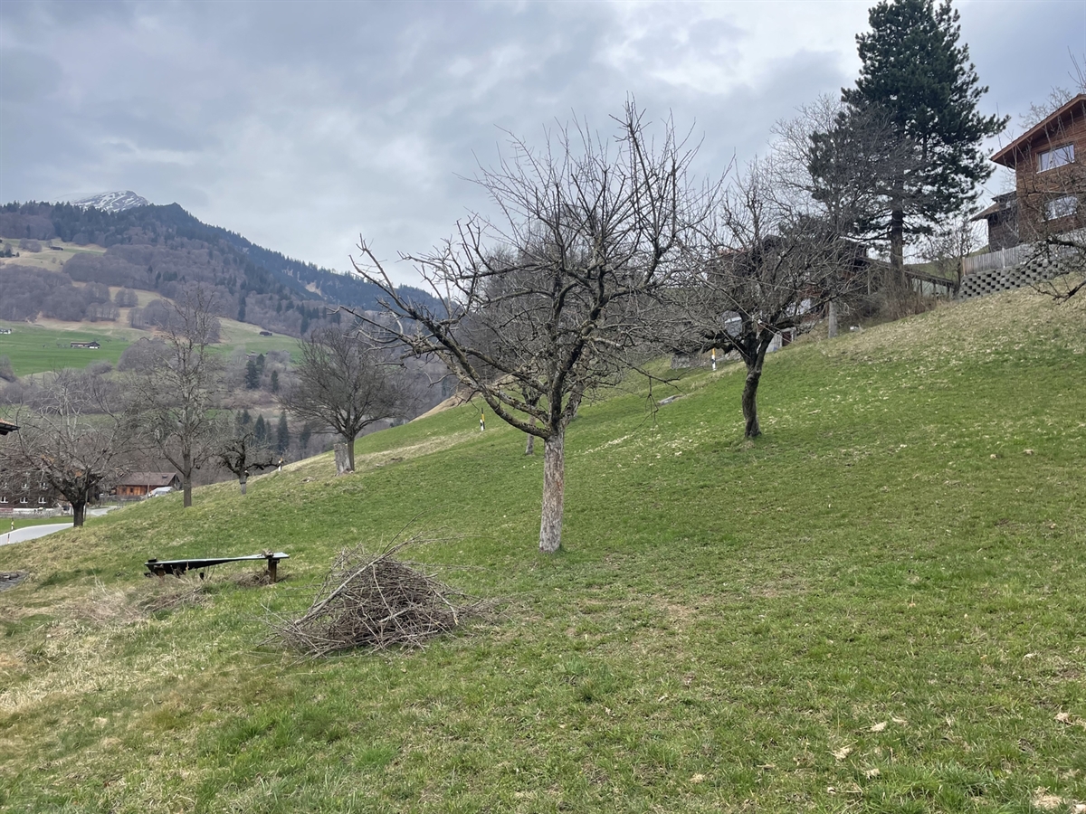 Der bearbeitete Baum steht im Vordergrund in einer ländlichen Umgebung. Neben dem Baum aufgehäufte Äste. Im Hintergrund weitere Bäume sowie verschiedene Gebäude.