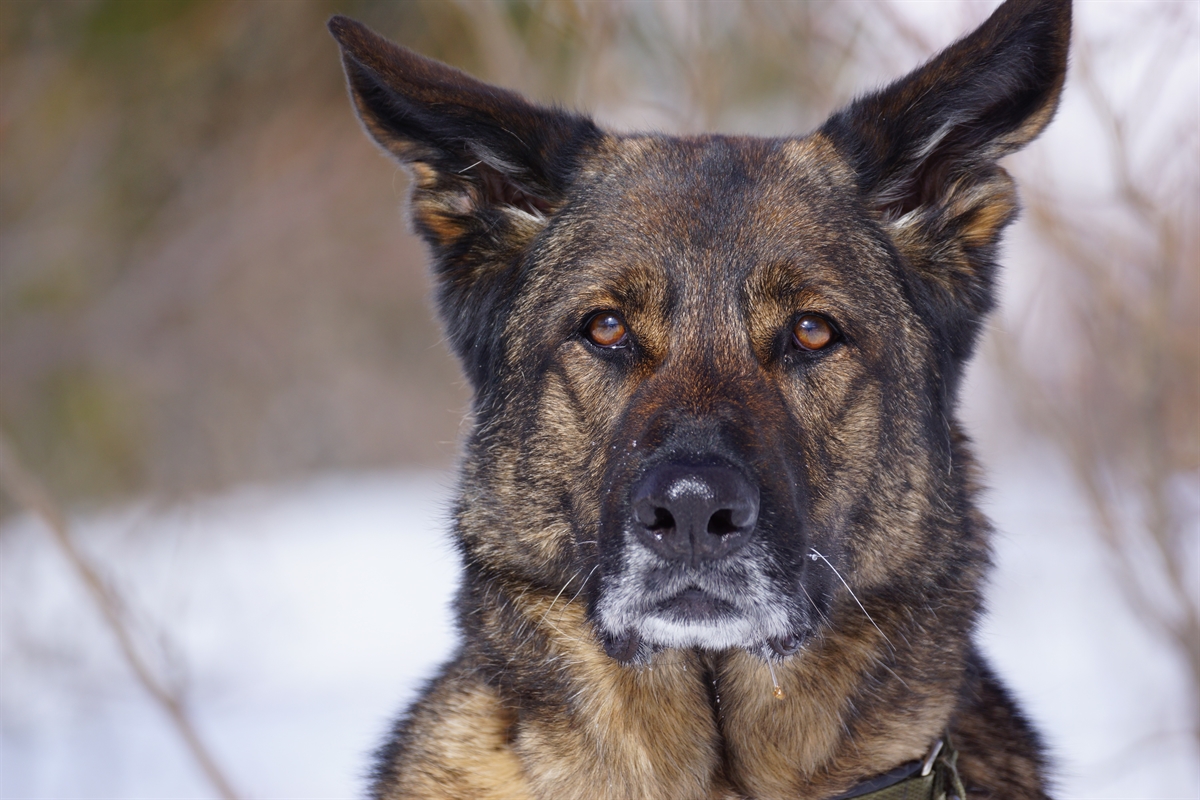 Polizeihund Cody schaut dich an