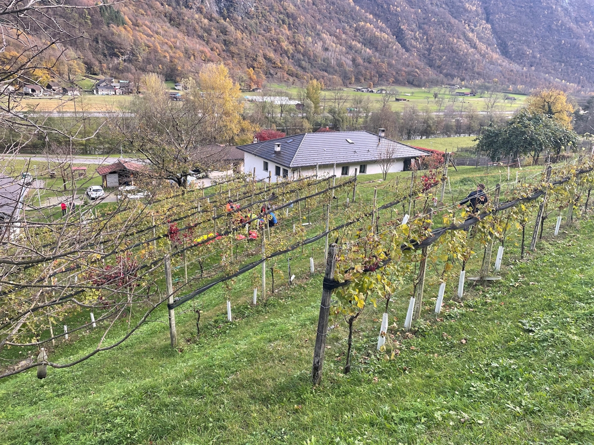 Der Weinberg in Leggia. Zwischen den Reben sind die Einsatzkräfte schwach zu erkennen.