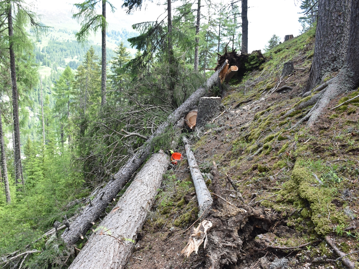 Die Unfallstelle im Wald. Quer liegende Bäume.
