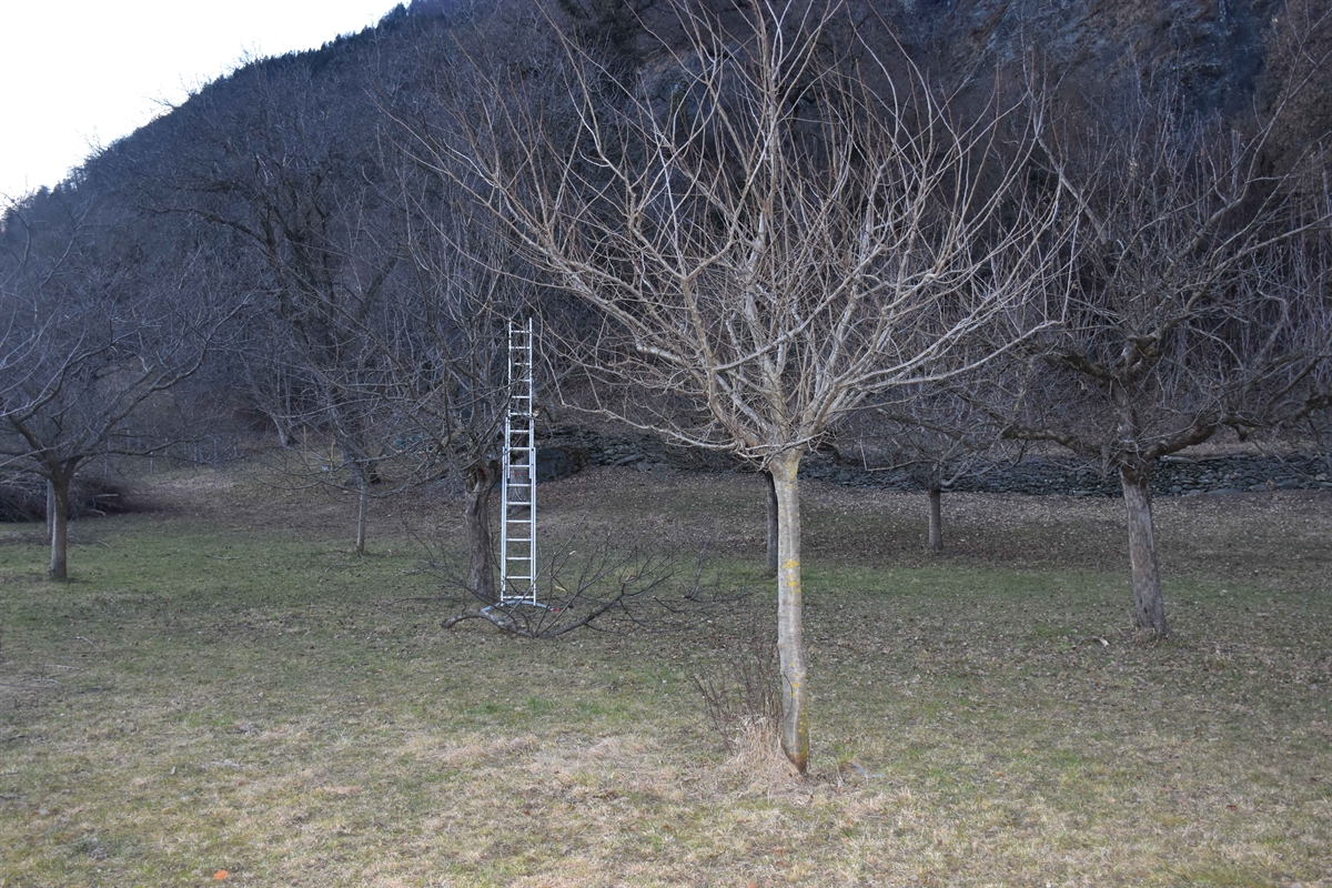 Leiter an Obstbaum angelehnt