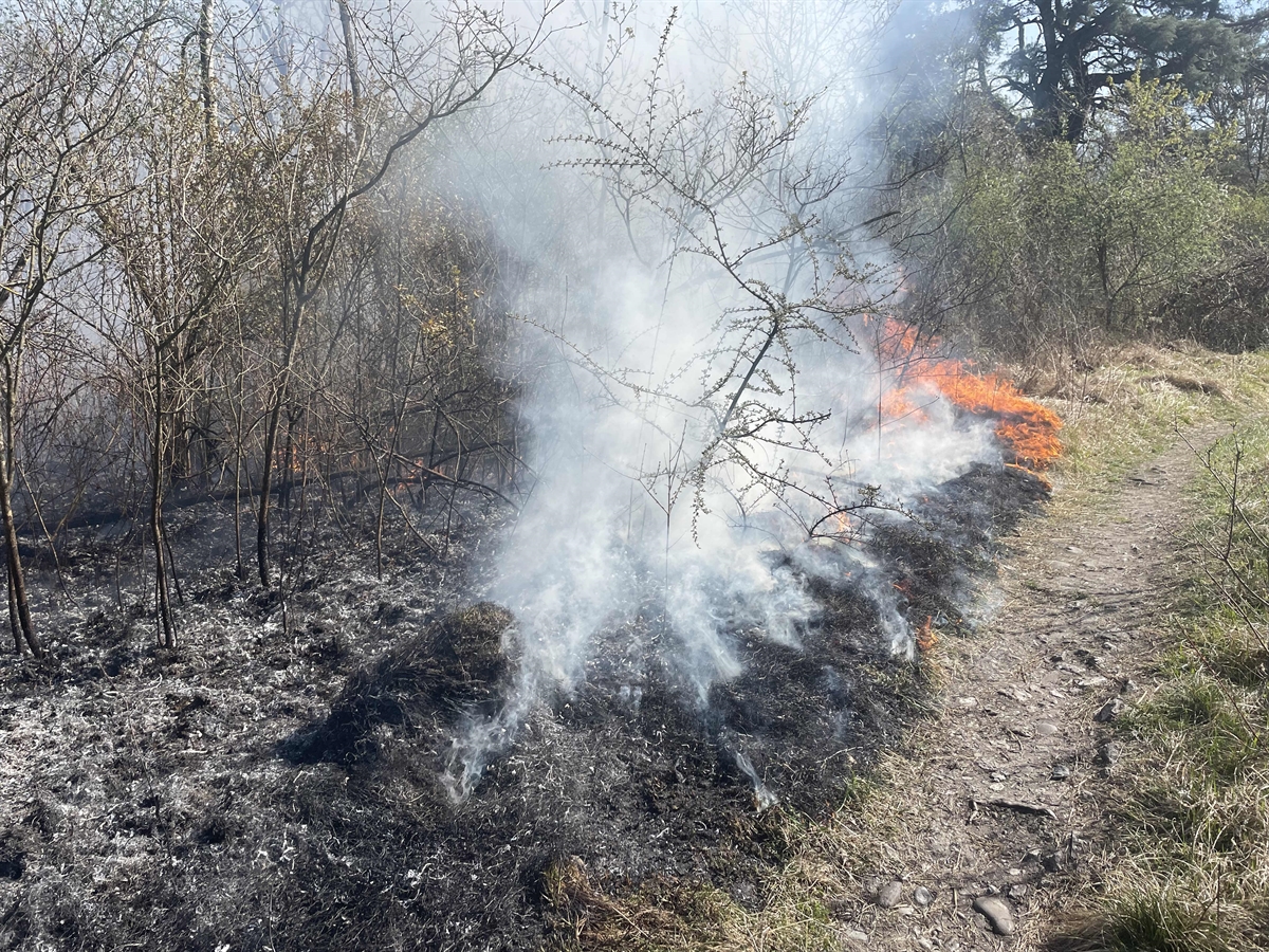 Flammen und Rauch im Gehölz