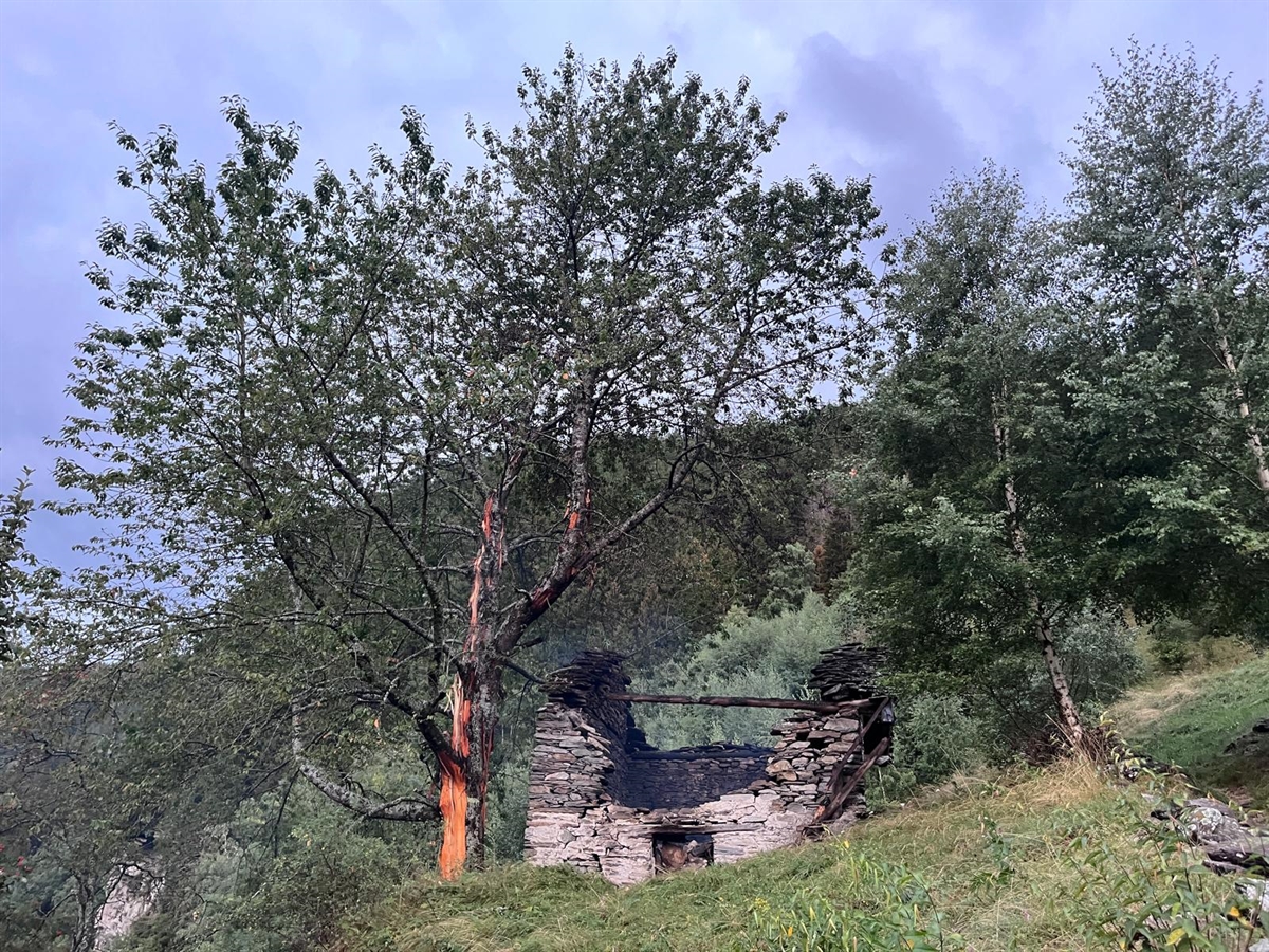 Der Baum, bei welchem der Blitz eingeschlagen hat, steht unmittelbar neben dem abgebrannten Stall