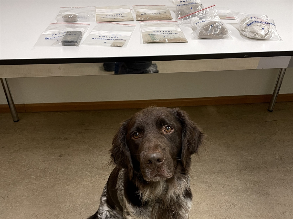 Vor einem Tisch präsentiert sich stolz der Hund Namens Faro. Hinter ihm auf einem Tisch liegt sein Fund. Knapp ein halbes Kilo Heroin in verschiedengrossen Plastiksäcken abgepackt.