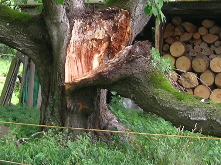 Felsberg: Morscher Ast kracht auf Hausdach