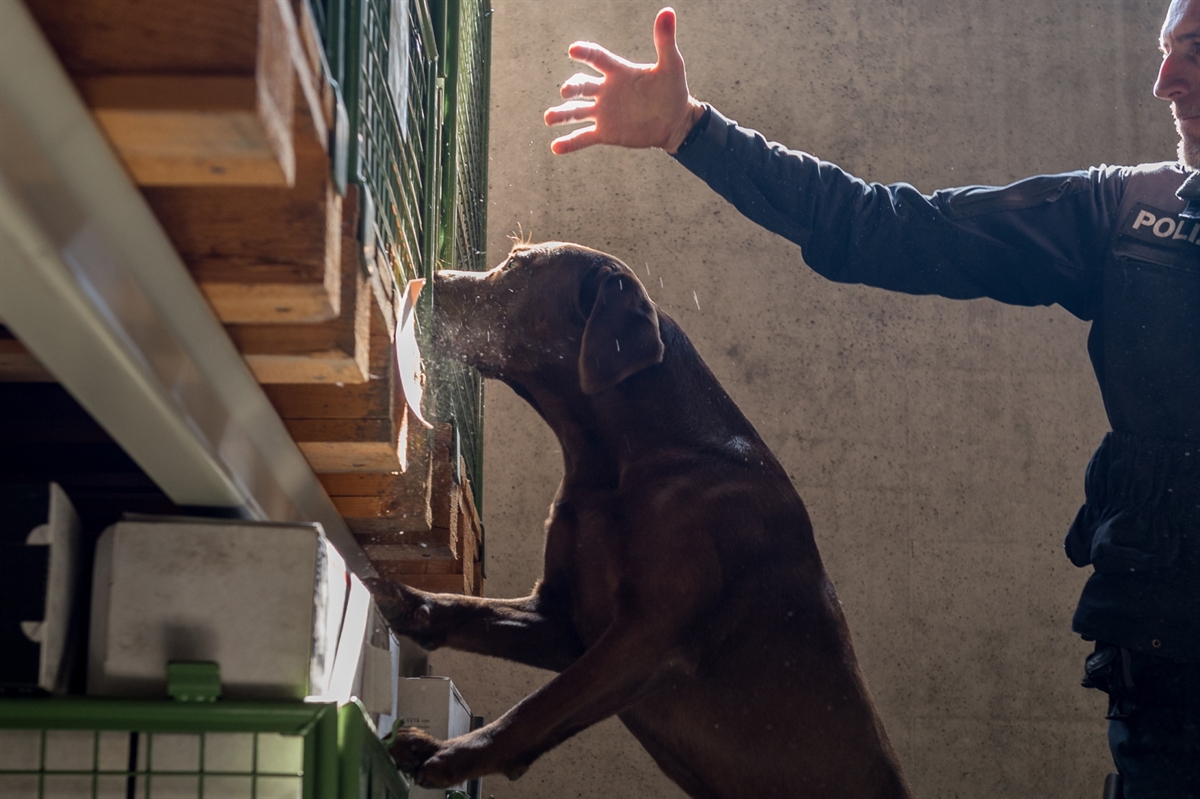 Links der Hund, welcher sich an einem offenen Regal abstützt. Rechts davon sein Hundeführer, welcher ihn anweist.