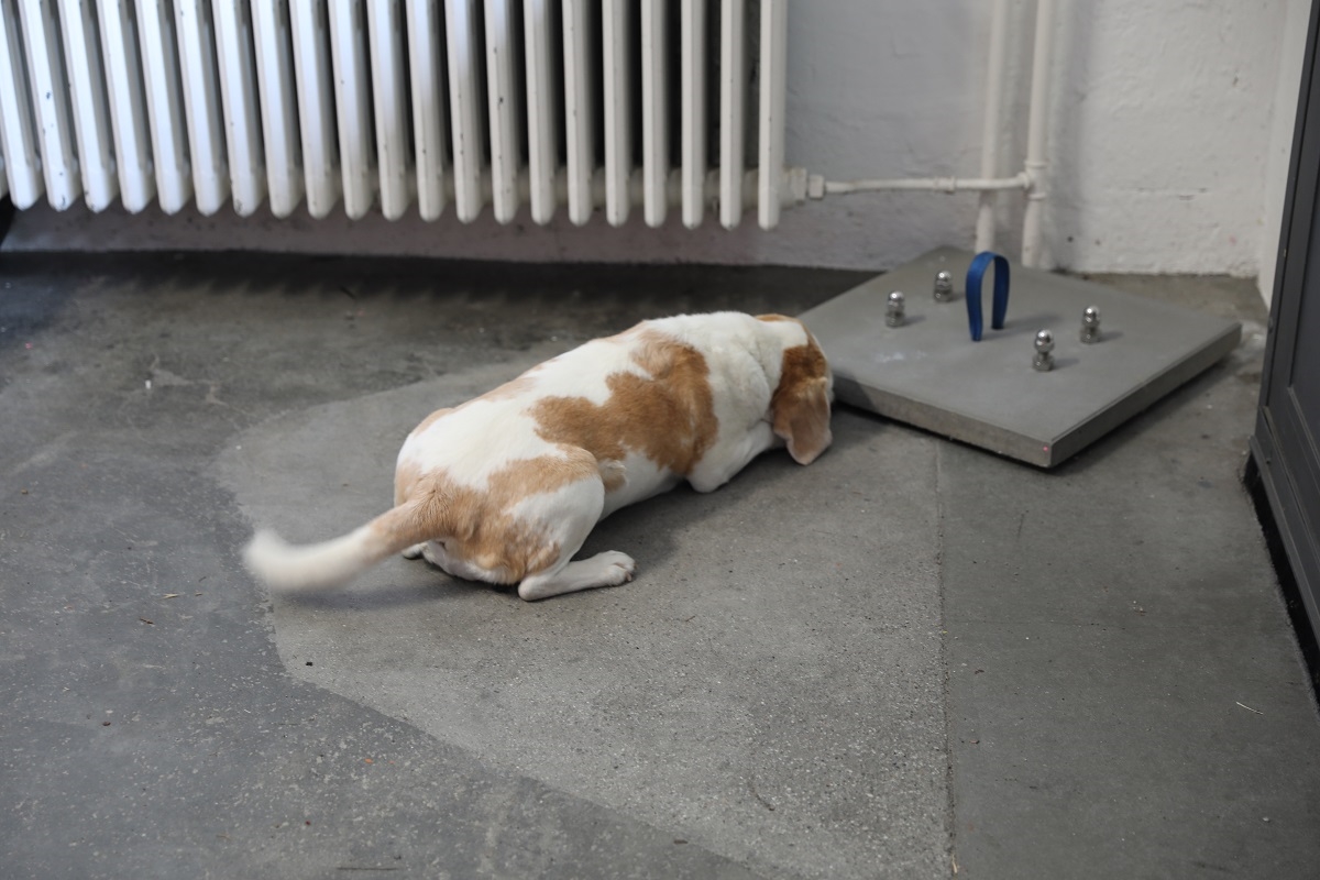 Spürhund in Aktion