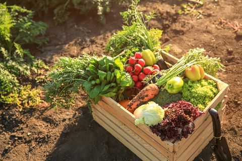 Gemüse und Obst hinsichtlich Radioaktivität untersucht