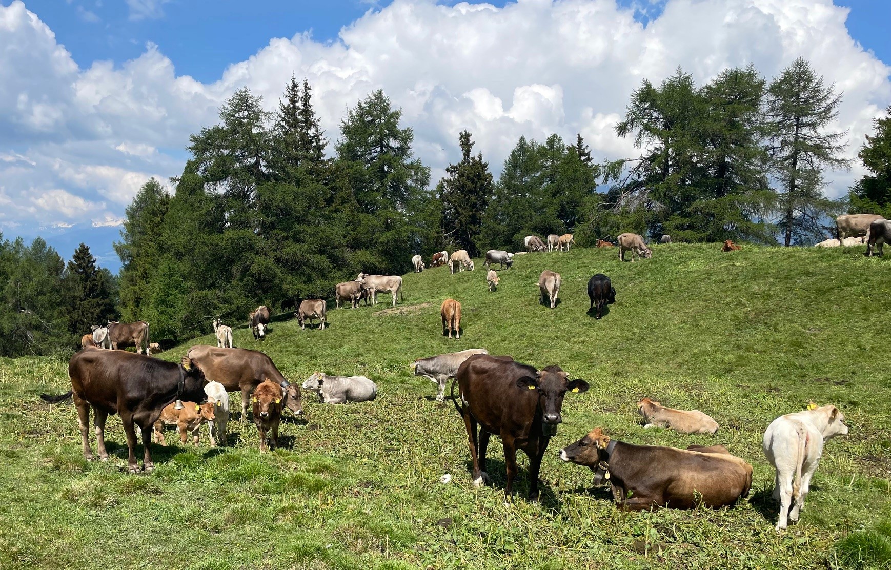 Raccomandazioni sulla vaccinazione di animali contro il sierotipo 3 della febbre catarrale ovina (BTV-3)