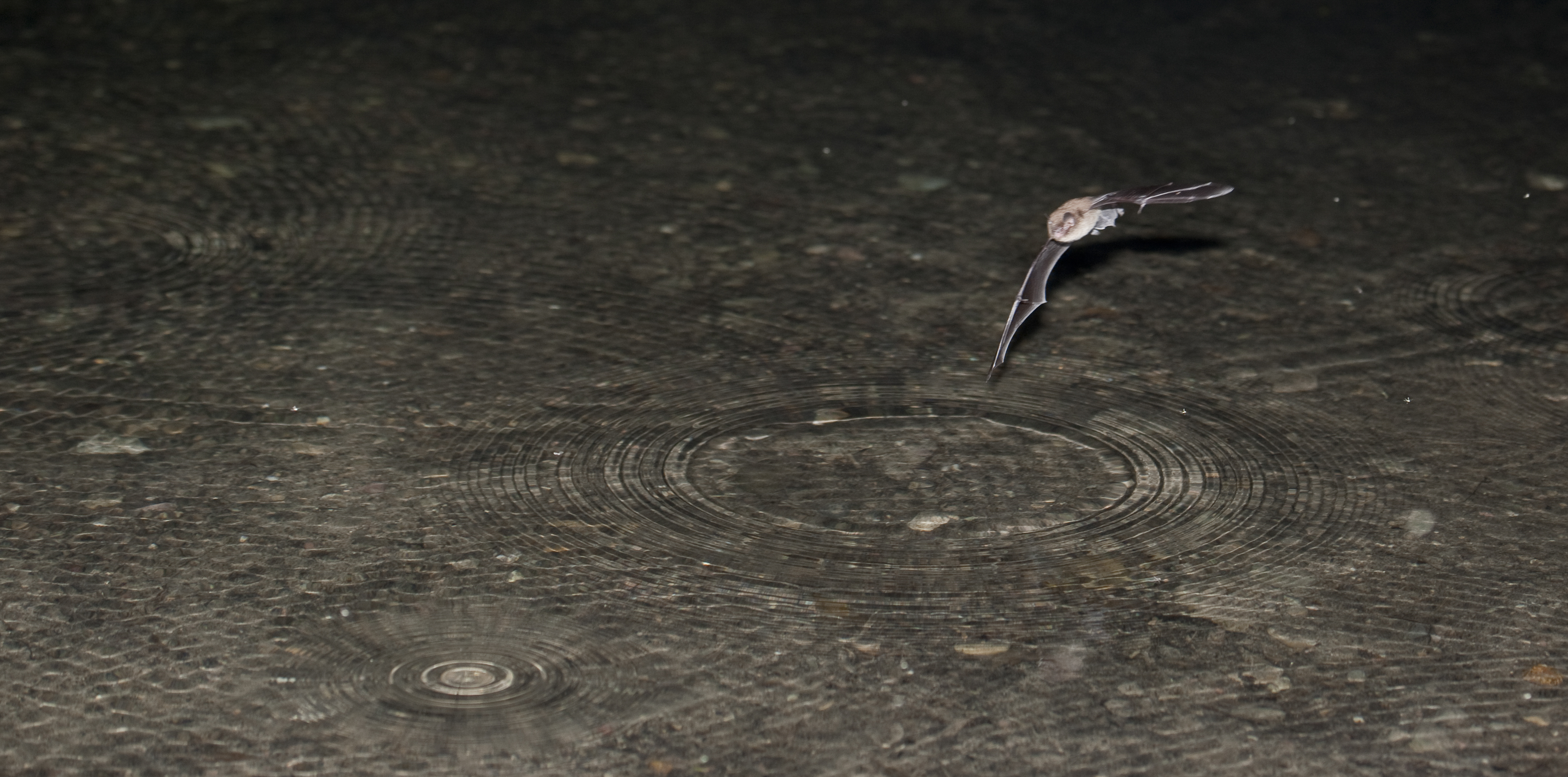 Accertata la presenza della rabbia in un pipistrello
