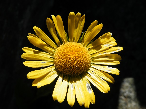 Blume