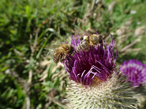 Bienen
