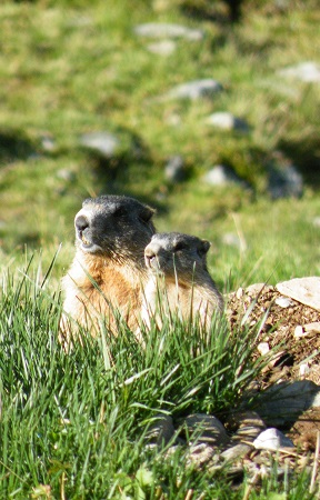 Murmeltiere