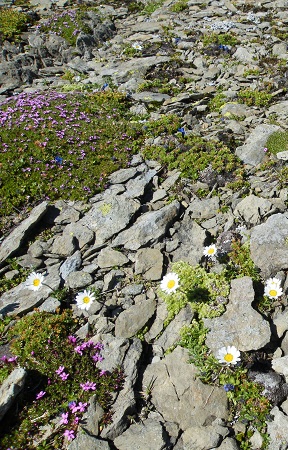 Alpenflora