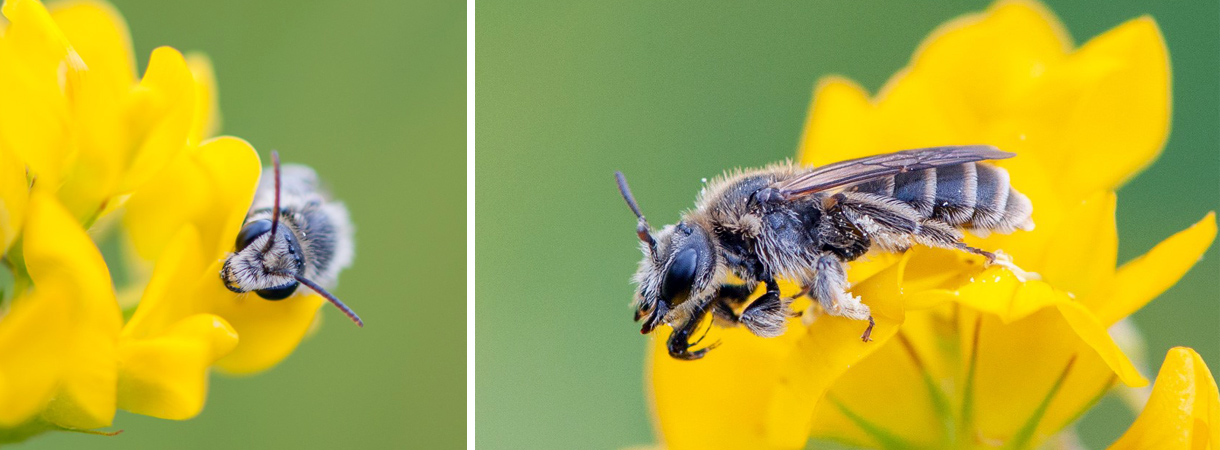 Die vom Aussterben bedrohte Wildbiene Rhophitoides canus