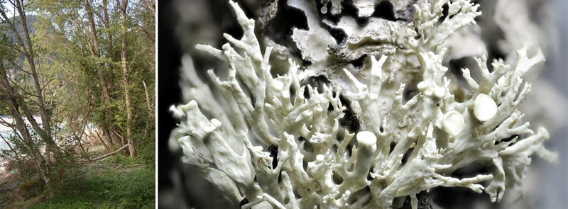 Kleine Astflechte (Ramalina dilacerata) 