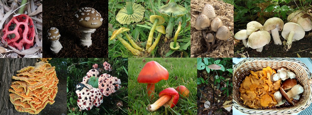 Von oben links nach unten rechts:  Roter Gitterling, Panterpilz, Hygrocybe psittacina, Duengerpilz, Maipilz, Laetiporus sulphure