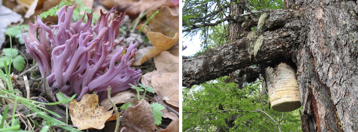 Die Amethystfarbige Keule (Clavaria zollingeri), Lärchen-Baumschwamm (Laricifomes officinalis)