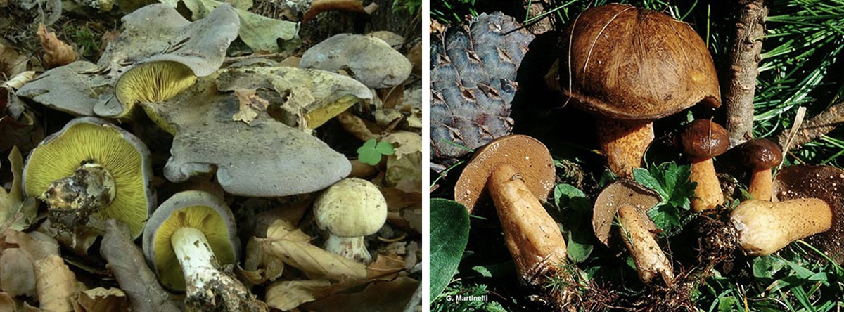 Gelbblättriger Karminschwärzling (Lyophyllum favrei), Arven-Röhrling (Suillus plorans) 