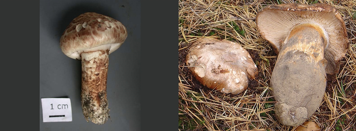  Krokodil-Ritterling (Tricholoma caligatum),  Riesen-Ritterling (Tricholoma colossus)