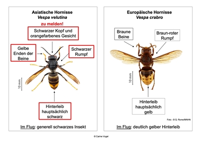 Asiatische und europäische Hornisse