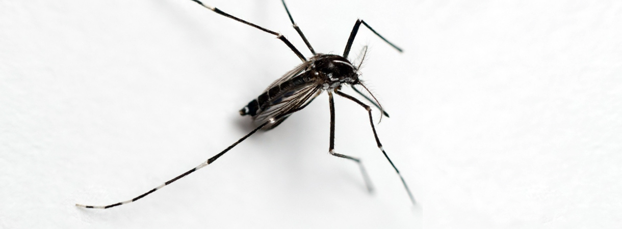 Asiatische Tigermücke